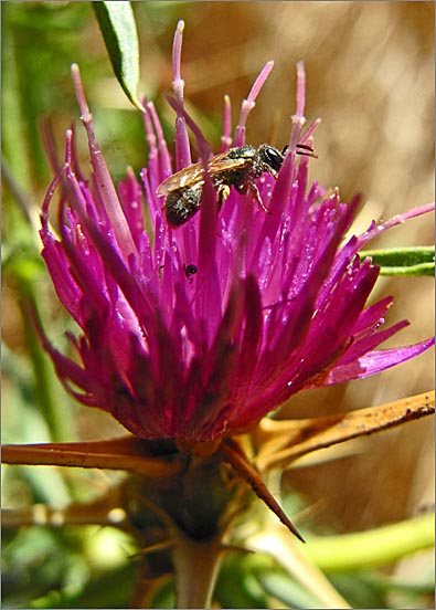 sm 712 Centaurea calcitrapa.jpg - Centaurea calcitrapa (Purple Star Thistle): Invasive weed from the Mediterranean.